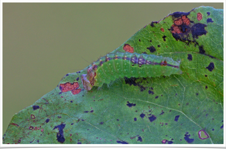 Acronicta clarescens
Clear Dagger (early instar)
Marengo County, Alabama